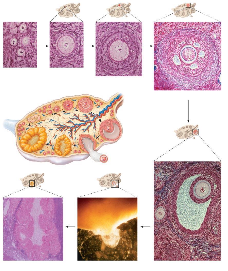 Figure 27.20 Schematic and microscopic views of the ovarian cycle: development and fate of ovarian follicles.