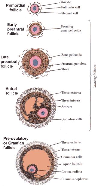 - Oocyte is covered by zona pellucida