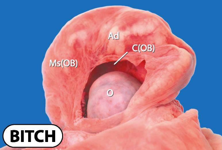 during removal Queen > bitch Fragmentation of exposed ovary fragment attaches