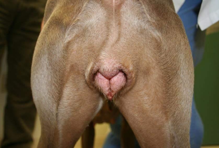 Clinical Signs Canine: consistent with proestrus, estrus Vulvar swelling Attraction of male