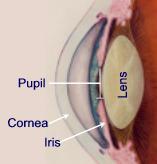 the lens composed of alpha crystalline protein flexible,