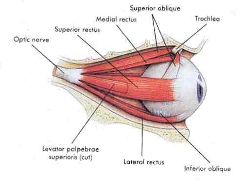 Extrinsic Eye Muscles rectus Superior
