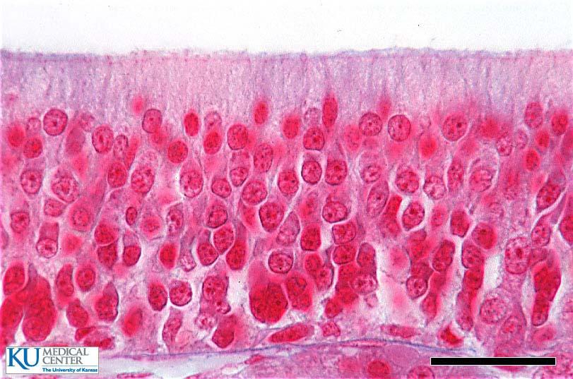 Olfactory epithelium Thick, pseudostratified columnar