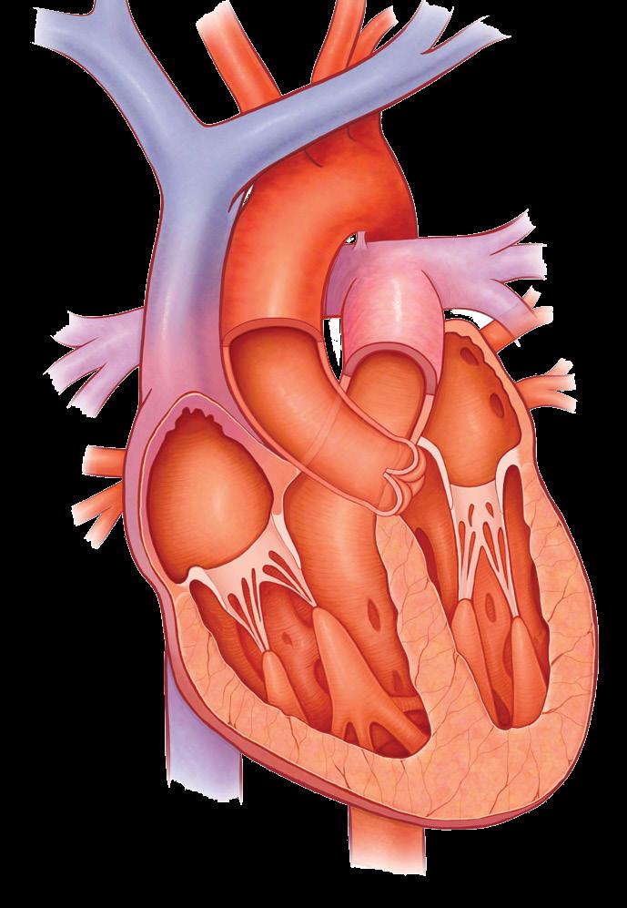Inside the Heart Severe Aortic Stenosis 4 5 Your heart s job is to supply oxygenrich blood to the rest of the body.