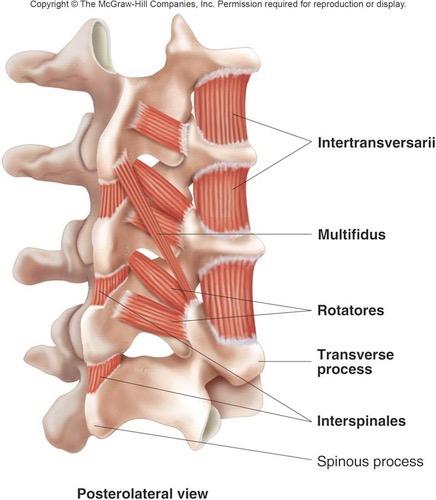 MULTIFIDI TRANSVERSUS ABDOMINIS» Dynamic Stabilizer of the Spine» Acts like a corset to