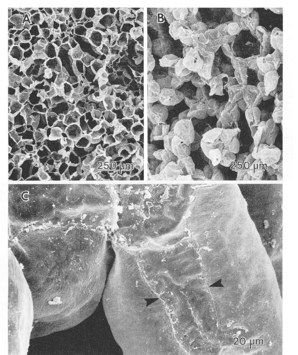 Fig. 8. Scanning electron micrographs of the surface of fractured apple tissue cylinders.