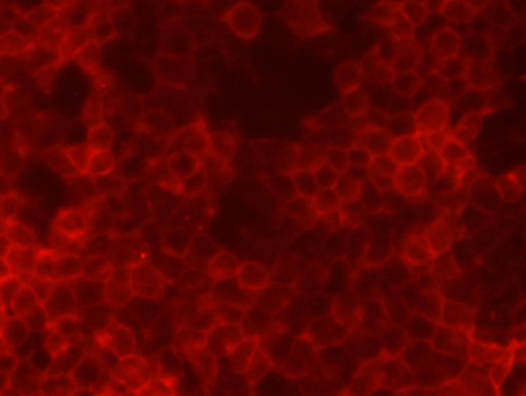 3.3. Results of FSH and FSHR targeted binging The FSH protein standard was added to the HEK-293 cells after staining.