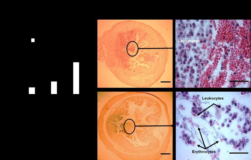 Supplementary Figure 7: Mouse colon bleeding in DSS-induced acute colitis. A. Anus bleeding.