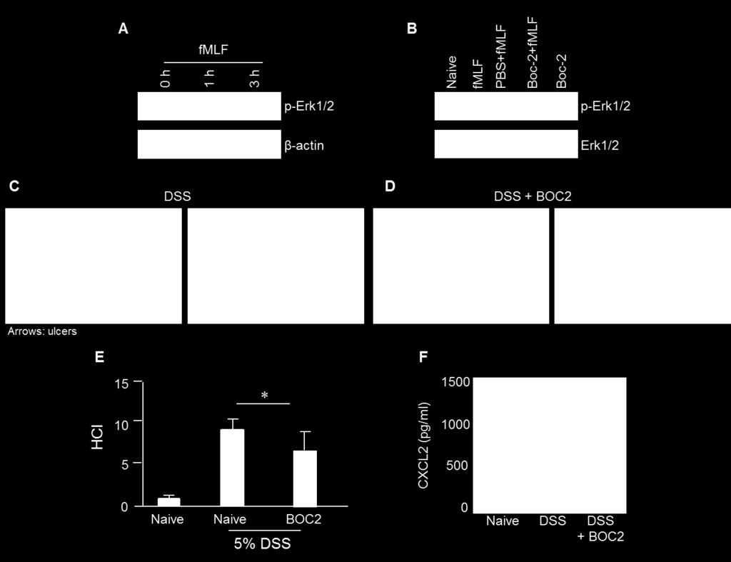 Supplementary Figure 12: The effect of Boc2 on DSS-induced acute colitis. A. Phosphorylation of Erk1/2 in colon epithelial cells after I.P. injection of fmlf. WT mice were I.P. injected with 100 µl fmlf (10-3 M) and the colons were harvested at indicated time points.