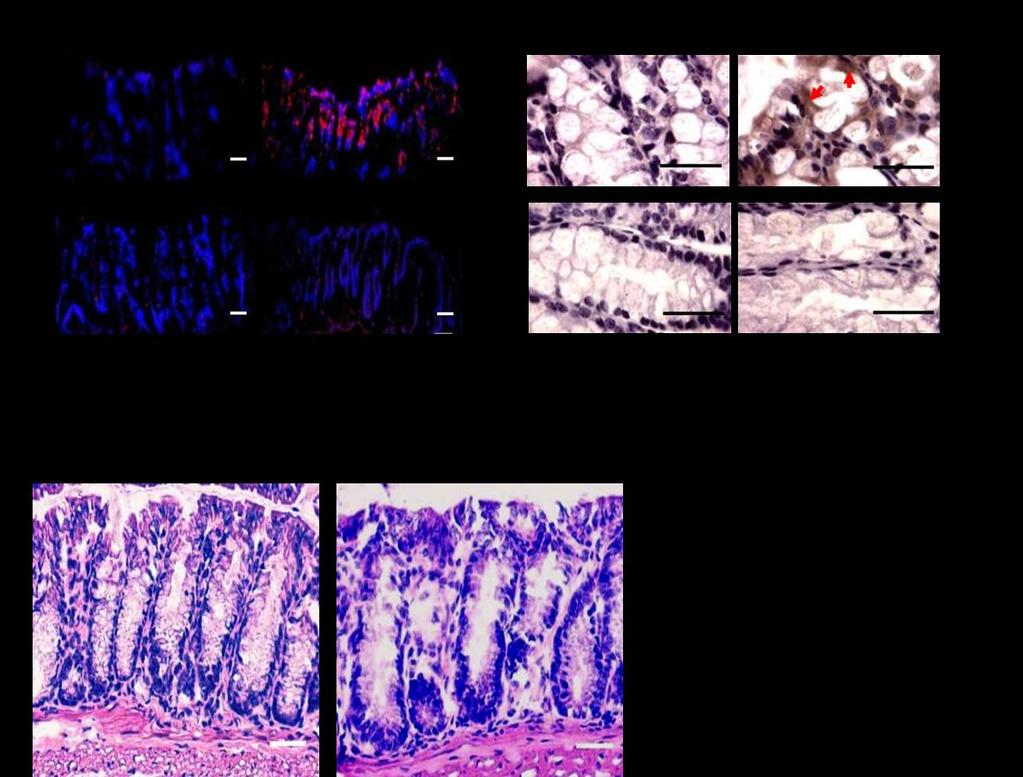 Supplementary Figure 3: fmlf-induced phosphorylation of p38 and ERK1/2 in colon epithelial cells and the colon crypt length of mice with myeloid cell specific deletion of mfpr2. A.