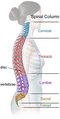 Anatomical Description The human spinal column is composed of five segments; the cervical spine, the thoracic spine which encompasses the upper-mid back, abdomen, shoulder and chest area, the lumbar