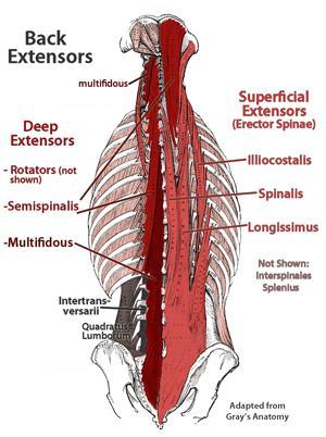 The extrinsic back muscles produce and control limb and respiratory movements. The intrinsic (deep) back muscles act on the vertebral column, maintaining posture and producing its movements Fig.1 Fig.