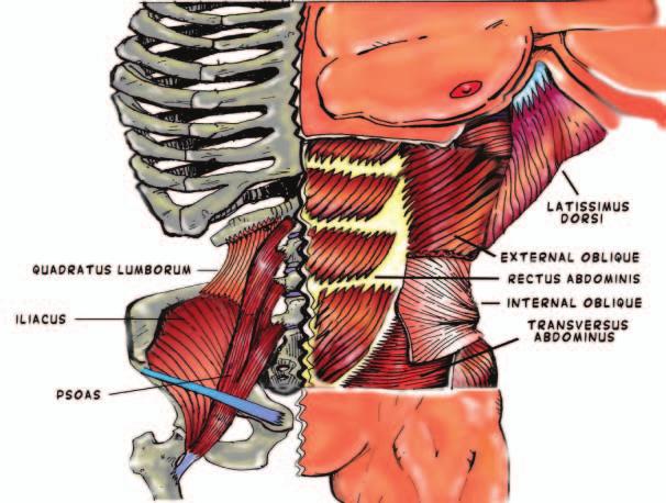 lumbar and thoracic regions.