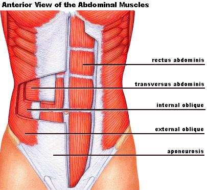 MUSCLES YOU CAN T SEE Transverse Abdominis The transverse abdominis lies directly below the rectus abdominis and while it's invisible to the eye, training it will pay off big dividends for those