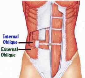 Internal Obliques Lying below the external obliques are the internal obliques which, while not visible without a scalpel (ouch), serve a similar purpose to the external obliques.