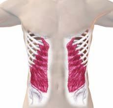 sides, providing overall support. The transversus abdominis is activated when you pull your navel back toward the spine or when you cough.
