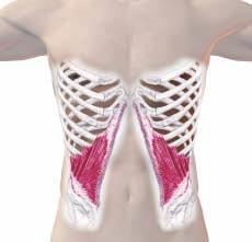 It s not by doing sit-ups or even curls, which work the rectus abdominis far more than the obliques and tighten the hip flexors.