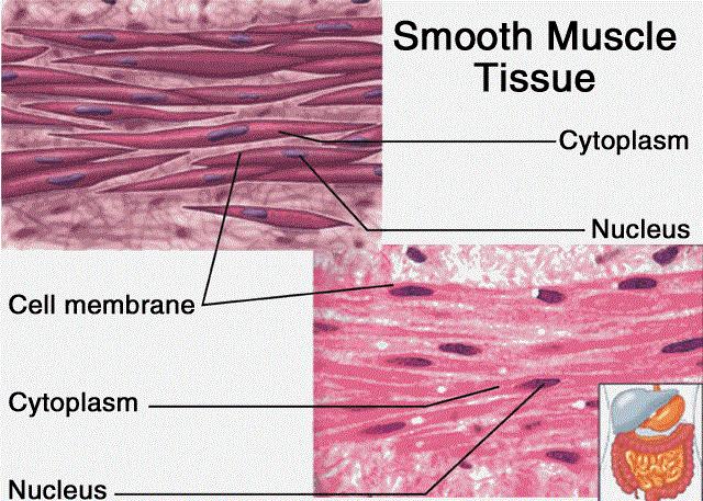 Types of muscles (3 types) Smooth These are found in the walls of organs such as the stomach and bladder, and in