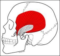Location temporalis muscle in the