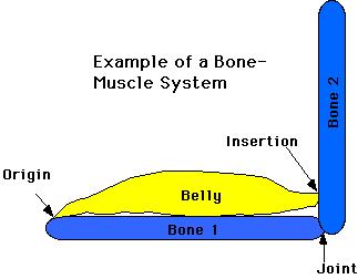Skeletal muscles function by
