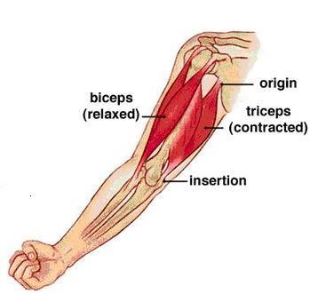 Attachments of muscles origin & insertion Origin proximal end of the muscle remains fixed during muscular contraction.