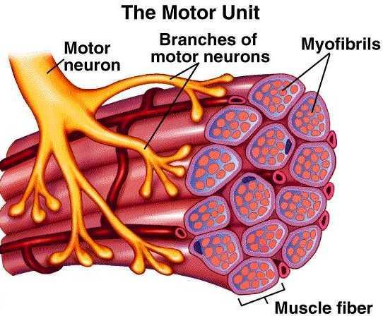 Whereas the structural unit of a muscle is a skeletal striated muscle fiber, the functional