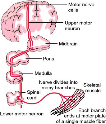 When a motor neuron in the spinal cord is stimulated, it initiates an impulse that