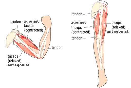 Functions of muscles Prime mover (agonist) main muscle responsible for