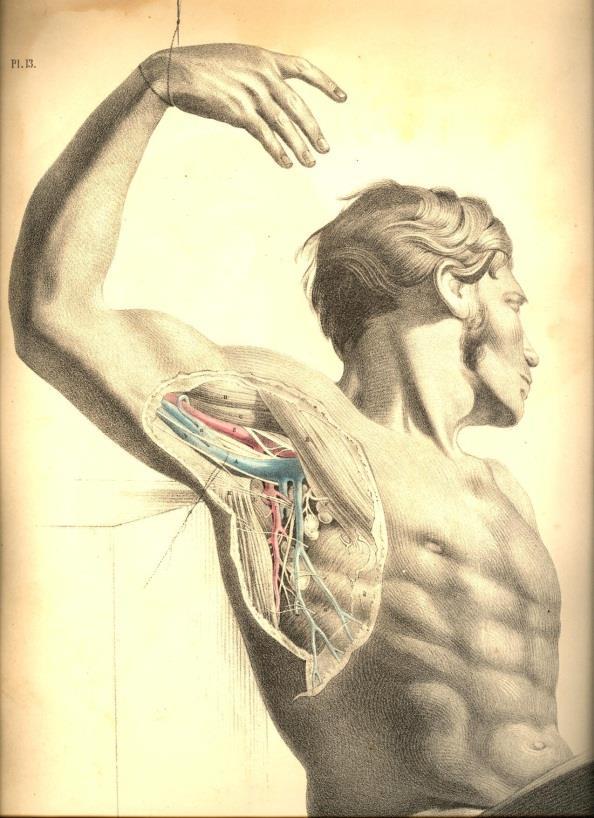 Nerves and arteries to muscles Variation in the nerve supply of muscles is rare; it is a nearly constant relationship.