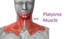 The platysma (G. flat plate) is a broad, thin sheet of muscle in the subcutaneous tissue of the neck.