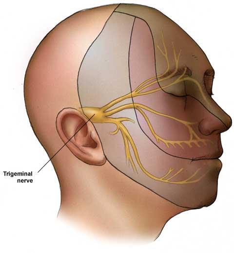 Cutaneous (sensory) innervation of the face and anterosuperior part of the scalp is provided primarily by