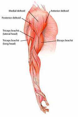 Muscles of the Arm & the Hand Of the four major arm muscles: three flexors (biceps brachii, brachialis, and coracobrachialis) in the anterior