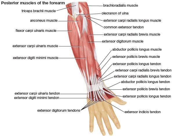 extensor muscles of the forearm posterior (extensor-supinator)