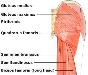 Muscles of the Gluteal Region, Back, Thigh Leg & the
