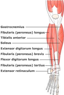 lateral compartment of the leg
