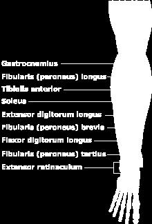 compartments fibularis longus