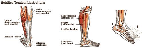 gastrocnemius and soleus share a common tendon calcaneal tendon (L.