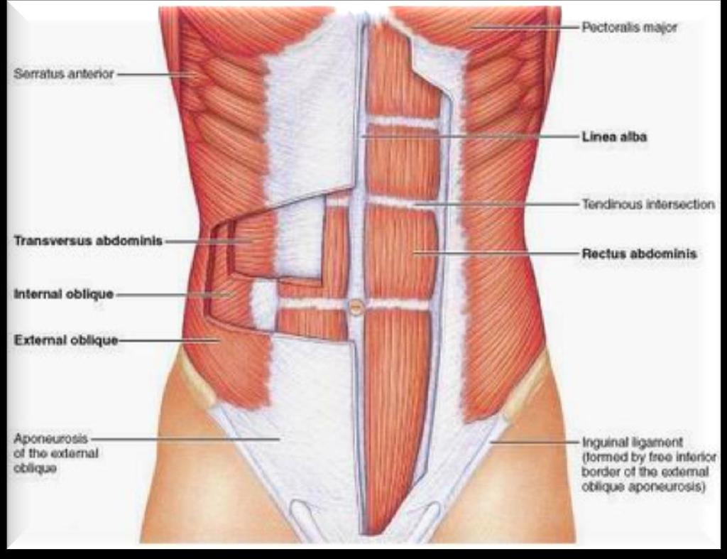 6 abdominal muscles transverse abdominal