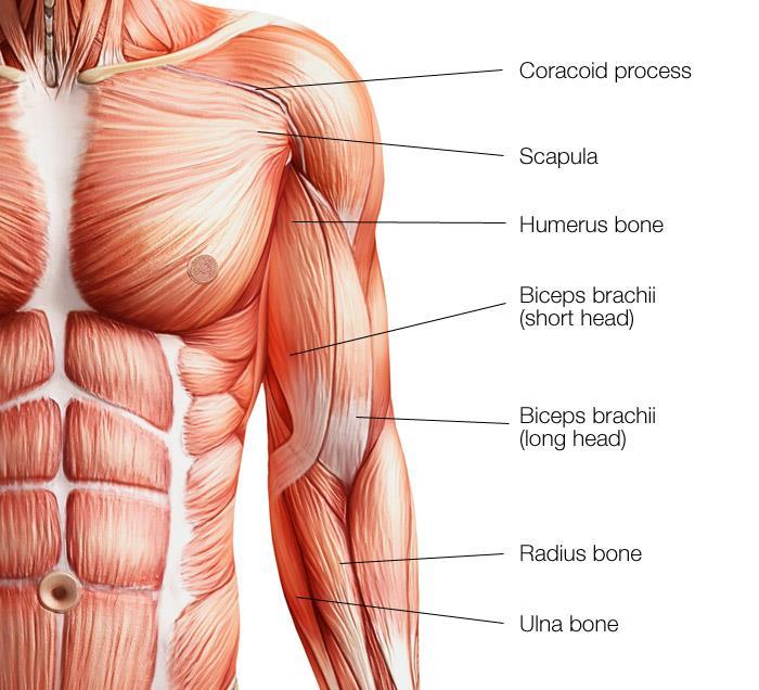FEATURES OF SKELETAL MUSCLES HEAD OR BELLY fleshy,