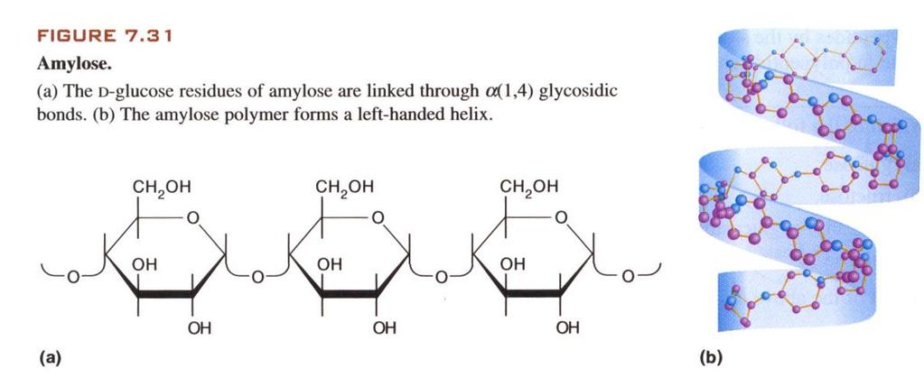 Amylopectin is a branched polysaccharide: glucose