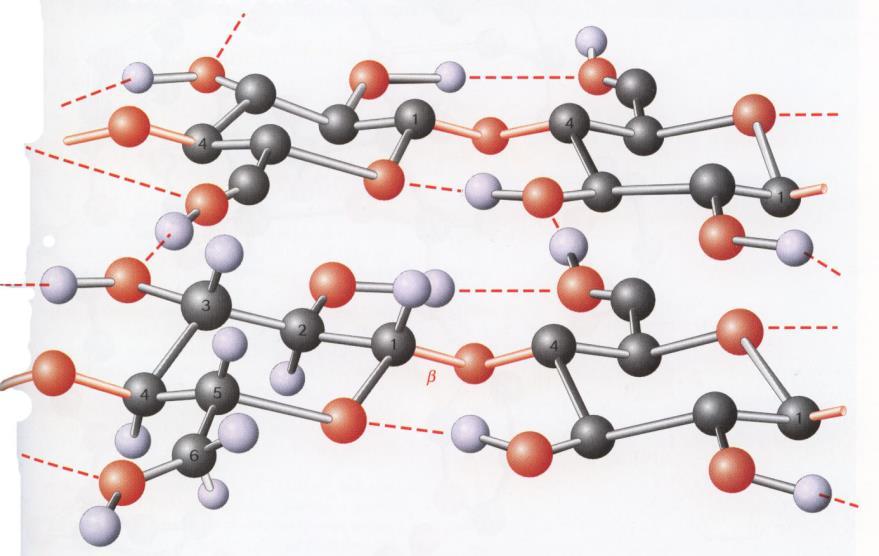 Cellulose Cellulose is also unbranched: glucose connected by -1,4-glycosidic linkages Again, structure is driven by
