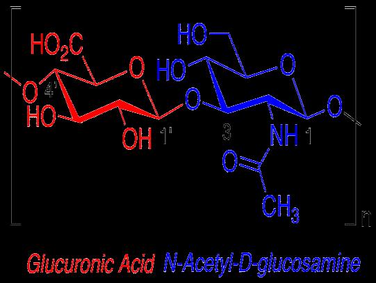 Acidic Polysaccharides Acidic polysaccharides contain amino sugars, so it is more usual to refer to them as glycosaminoglycans.