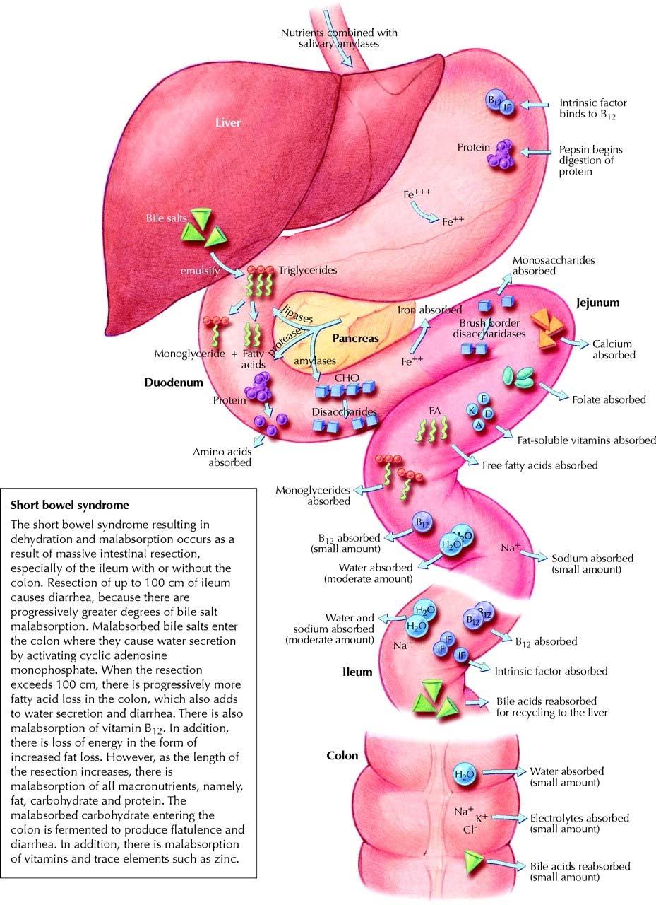 Normal Absorption Duodenum & Jejunum Carbs, protein, fat