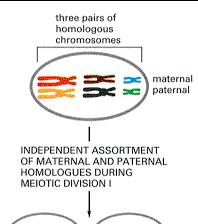 The Independent Alignment of Different Pairs of Homologous Chromosomes At Meiosis