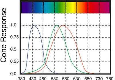 Colorblindness We have 3 color receptors in the retinas of our eyes. They respond best to red, green, and blue light.