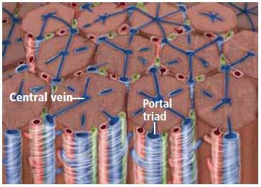 Stages of Fibrosis Stage 0 (normal): No fibrosis surrounding portal triads.