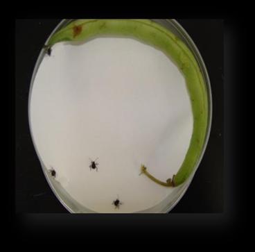 Concentration (ppm) Sulfoxaflor bean/leaf dip bioassays Blacksburg, VA 2013-14 Efficacious on harlequin bug & kudzu bug at 218 ppm