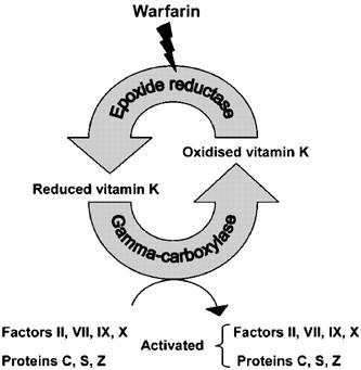 Understandable that genes involved in Vit K cycle crucial in determination of warfarin response Several studies found association between SNPs in VKORC1 gene and dose requirements 1-4 1.