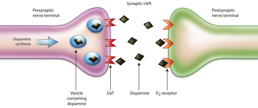 FIG 1. Schematic illustration of the dopaminergic pathway within the striatum. Dopamine is synthesized and stored in vesicles until released into the synaptic cleft in response to an action potential.