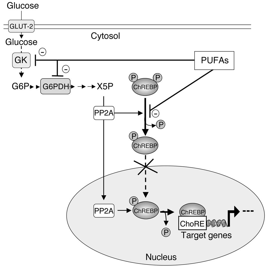 Figure 9 Inhibitory effect of PUFAs on ChREBP activation and translocation.